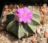 Heirloom Non-GMO Aztekium Flower Seeds for Planting – Rare Cactus Blooms for Succulent Gardens