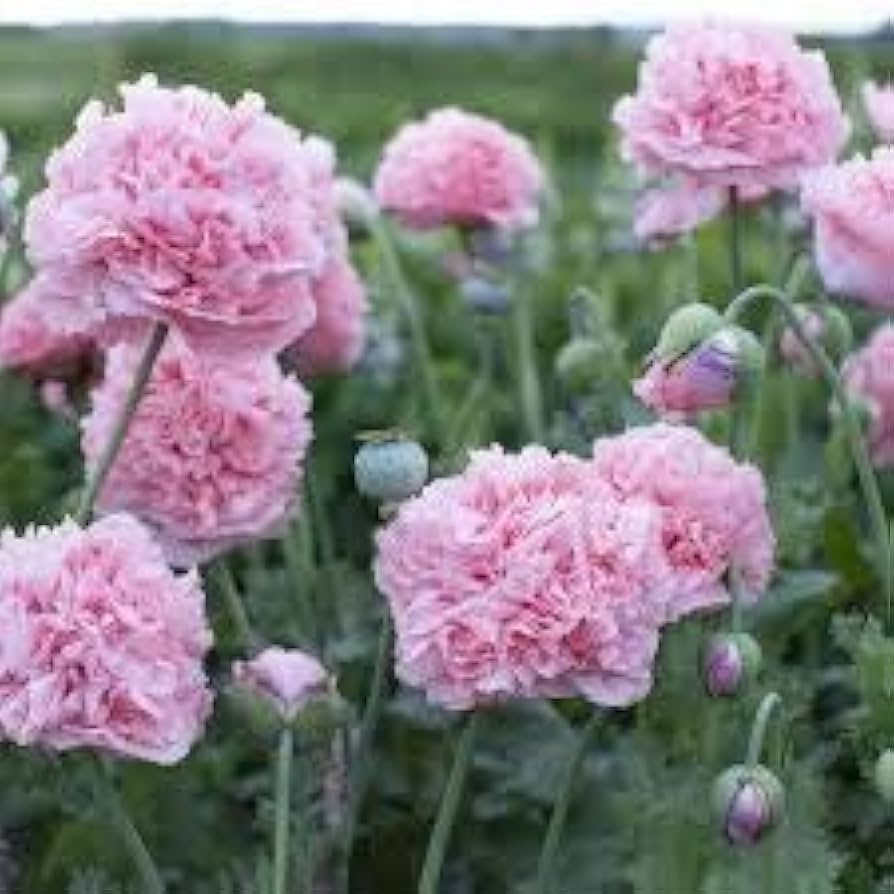 Pink Peony Poppy Large Bloom Flower Seeds