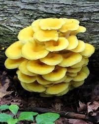 Pleurotus Mushroom Vegetable Seeds for Planting