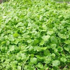 Lettuce Seeds for Home Garden, 100 pcs