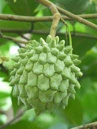 Tropical Star Fruit Seeds for Sweet and Tangy Trees 100 pcs