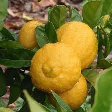 Lemon Citrus limon seeds for garden planting