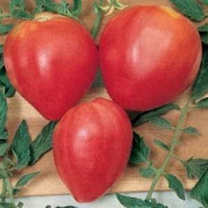 Red Huge Tomato Solanum lycopersicum for planting in vegetable patch