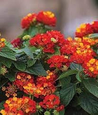 Organic Heirloom Camara Flower Seeds for Planting – Non-GMO