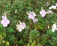 Heirloom Non-GMO Streptocarpus Flower Seeds for Garden Planting – Shade-Loving Vibrant Blooms