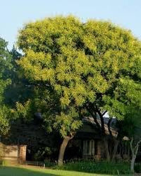 Koelreuteria Tree Flower Seeds – Heirloom Non-GMO Seeds for Ornamental Shade Tree Planting