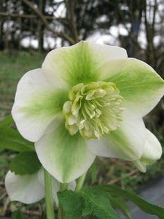 Heirloom (Heirloom scientific name) for planting in garden