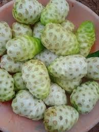 Noni Fruit Seeds for Growing Health-Boosting Trees 100 pcs