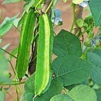 Winged Bean Seeds for Planting, 100 pcs