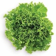 Green Ice Lettuce Seeds for Planting heirloom & Non-GMO Seeds