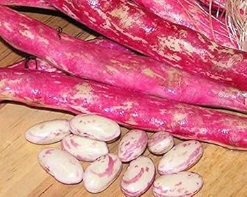 Dwarf Horticulture Bean Seeds for Planting heirloom & Non-GMO Seeds