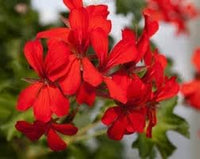 Heirloom Non-GMO Geranium Flower Seeds for Planting – Colorful Blooms for Home Garden