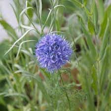 Heirloom Non-GMO Gilia Capitata Flower Seeds for Garden Planting – Blue Wildflower for Pollinators