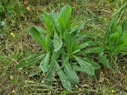 Wild Lettuce Plant Seeds for Planting,- NON GMO Seeds