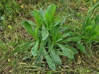 Wild Lettuce Plant Seeds for Planting,- NON GMO Seeds