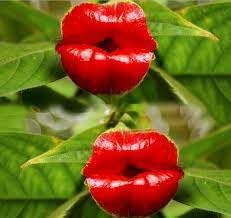 Heirloom Non-GMO Lips Flower Seeds for Planting – Unique Lip-Shaped Blooms for Exotic Gardens