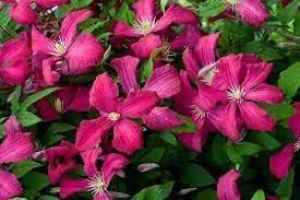 Heirloom Non-GMO Pink Clematis Flower Seeds for Garden Planting – Delicate Climbing Blooms