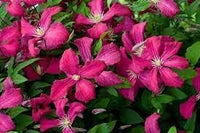 Heirloom Non-GMO Pink Clematis Flower Seeds for Garden Planting – Delicate Climbing Blooms
