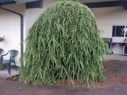 Heirloom Plat Firm Germination Seeds for Planting, Non-GMO - Plat for planting in home garden