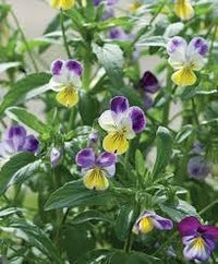 Heirloom Non-GMO Johnny Jump-up Viola Flower Seeds for Planting – Colorful Blooming Flower Seeds