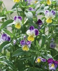 Heirloom Non-GMO Johnny Jump-up Viola Flower Seeds for Planting – Colorful Blooming Flower Seeds