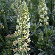 Heirloom Non-GMO Mignonette Flower Seeds for Planting – Fragrant Blooms for Pollinator-Friendly Gardens - Non-GMO for planting in home garden