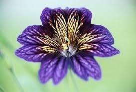 Salpiglossis Flower Seeds – Heirloom Non-GMO Seeds for Vibrant and Decorative Garden Planting - Flower for planting in home garden