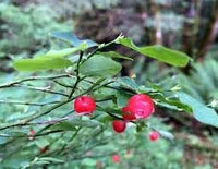 Physalis Alkekengi Seeds for Unique Decorative and Edible Plants 100 pcs