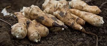 Jerusalem Seeds for Planting, heirloom & Non-GMO Seeds