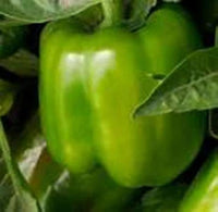 California Wonder green sweet pepper seeds for planting crisp bell peppers