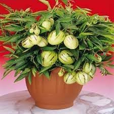 Muricatum Annona muricata seeds for exotic fruit garden