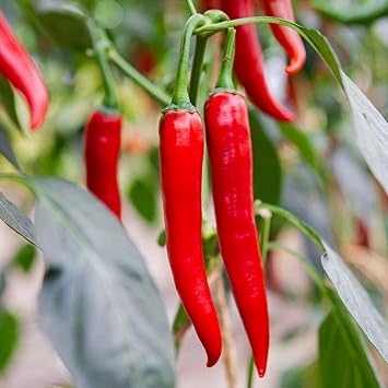Heirloom Pepper Seeds for Planting, 100 pcs