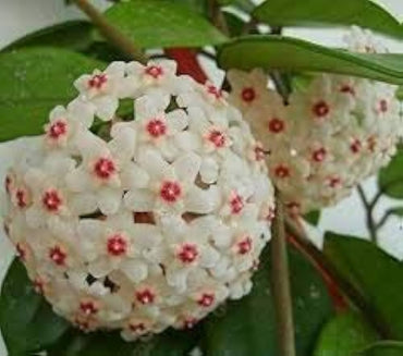 Hoya carnosa orchid ball flower seeds for planting in indoor pots or hanging planters