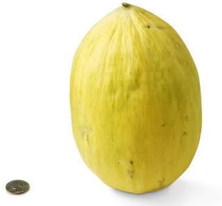 Yellow Cucumis Melo Fruit Seeds - Sweet and Refreshing Melons for Your Garden 100 pcs