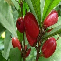 Dulcificum Fruit Seeds for Planting - High-Quality, Non-GMO, for Home Gardening