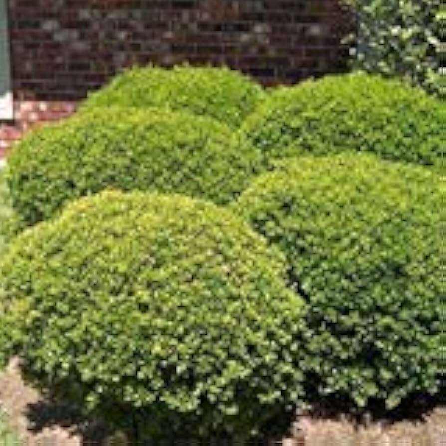 Yaupon Ilex vomitoria seeds for planting