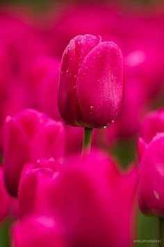 Deep Pink Tulip Flower Seeds for Planting – Heirloom, Non-GMO, Vibrant Blooms