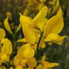 Heirloom Non-GMO Spartium Plant Seeds for Planting – Bright Yellow Blooms for Drought-Resistant Gardens