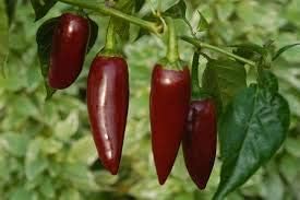 Dark Brown Chili Brazilian Seeds for Planting - 100 pcs