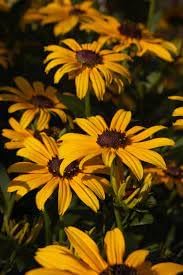 Heirloom Fulgida Flower Seeds for Garden Planting, Non-GMO, Black-Eyed Susan Blooms for Seasonal Color