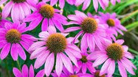 Coneflower Seeds Heirloom Non GMO Planting - 100
