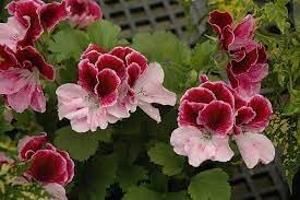 Perennial Flower Seeds Heirloom Non GMO Planting - 100