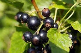 Titania Black Currant Ribes nigrum seeds for planting in home garden