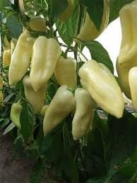 Hungarian Cecei Pepper Capsicum annuum seeds for garden planting