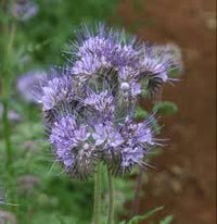 Heirloom Phacelia Flower Seeds for Garden Planting, Non-GMO, Bee-Friendly Blooms for Wildflower Beds
