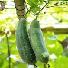 Green Luffa Sponge Seeds for Planting heirloom & Non-GMO Seeds