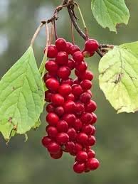 Yanang Tiliacora Triandra Fruit Seeds for Planting - Growing Unique Jello Fruits, Heirloom Seeds