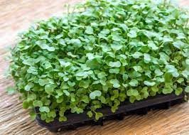Kale Plant Seeds for Planting - 100 pcs