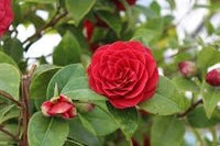 Camellia Flower Seeds – Heirloom, Non-GMO Seeds for Planting Elegant Garden Blooms