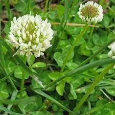 Dutch Clover Flower Seeds, Heirloom, Non-GMO Seeds for Planting